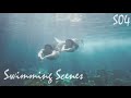 Mako Mermaids Swimming Scenes Season 3 4 Mako Mermaids Swimming Scenes Season 3 4