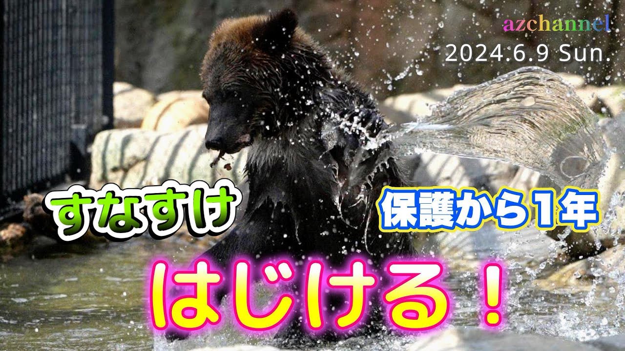 【旭山動物園エゾヒグマ】保護されてからもうすぐ一年の「すなすけ」白目は小さく、体は大きく、行動はヤンチャ！