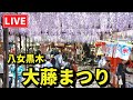 【LIVE】令和8年度『八女黒木 大藤まつり』｜満開の藤を生中継
