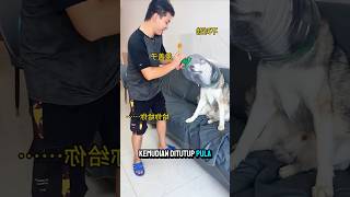 Anjing Di Kasi Kentut