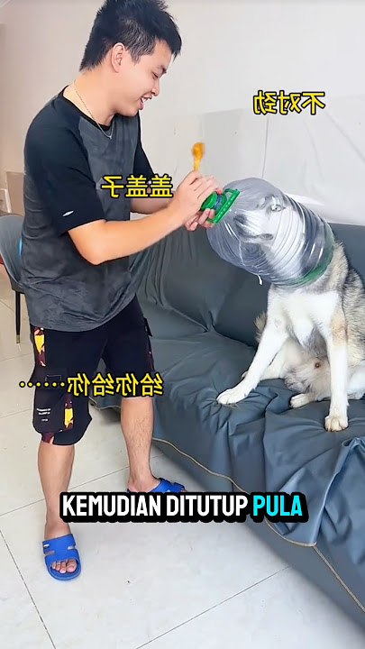 Anjing di kasi kentut😭 #anjing #shorts
