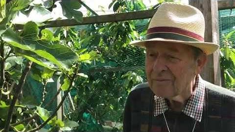 How to grow figs in the UK