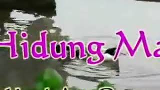 Pacar hidung mancung