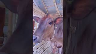 🐄মা গরুর জন্য বাছুরের ভালোবাসা😢বাস্তব দৃশ্য || cow farming in village || #cow #animals #shortsvideo