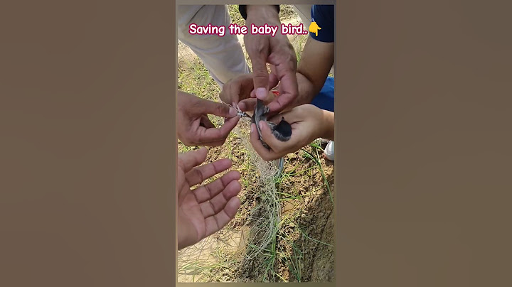 Heartwarming Moment: Saving a Helpless Baby Bird from Water 🥺 #shorts #shortsvideo #birds #love