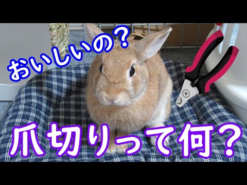 うさぎ 爪切り 病院 東京