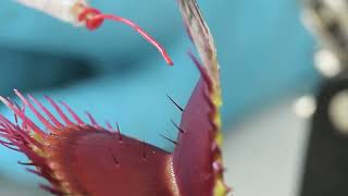 Fast electrical signals mapped in plants with new bioelectronic technology