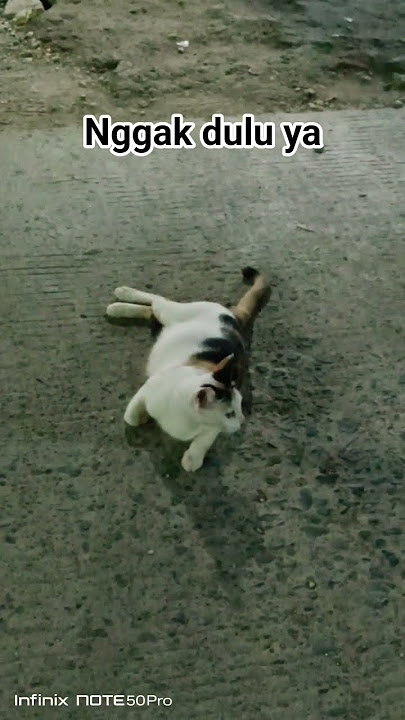 nggak dulu ya #cover #coversong #music #remix #cat