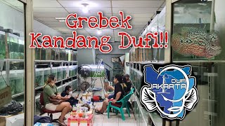 Grebek Farm Louhan Dufi Jakarta!!! Louhan Kamfa Nya Menor Menor Euy🥰