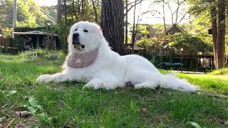 【ルンルンの裏庭】のんびり番犬をするルンルン【30分】