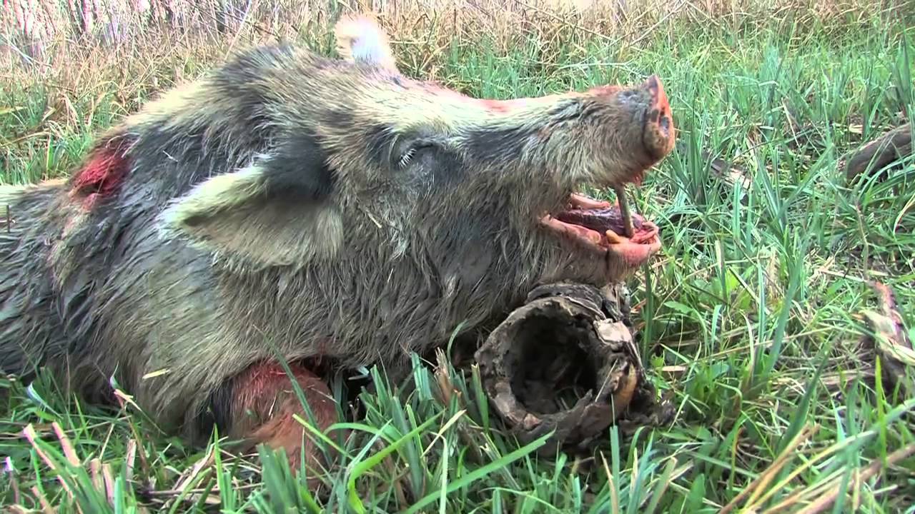 400 lb GIANT Texas Hog Bow Hunt! 