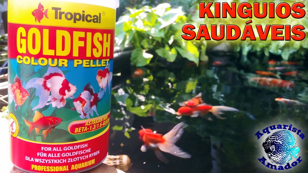 RAÇÃO PARA KINGUIOS – Goldfish Colour Pellet