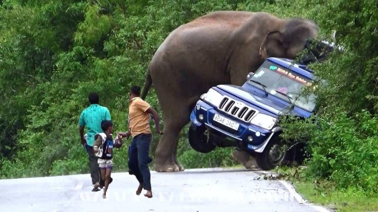 Angry Elephant Charges Tourist Vehicle in Sri Lanka - Too Brutal