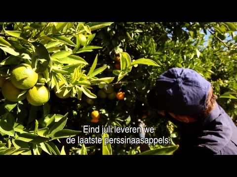 Video: Waar Komen Sinaasappelen Vandaan?