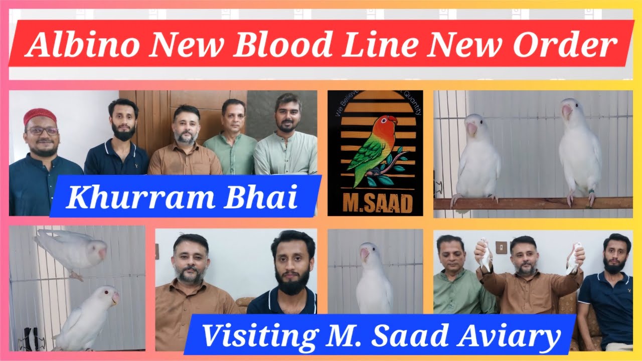 Khurram Bhai Visiting M. Saad Aviary | Albino New Blood Line New Order | In Sha Allah 😍