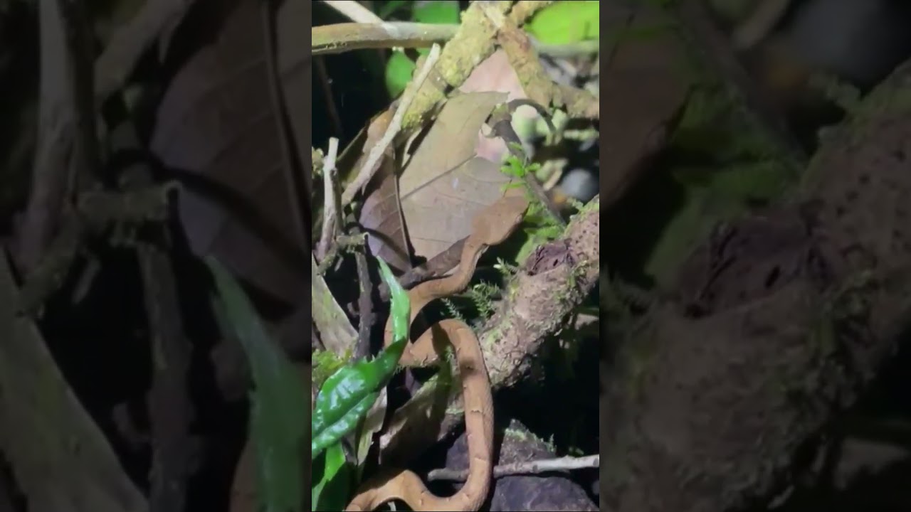 Pit viper (Bothriechis lateralis) 🇨🇷 Costa Rica