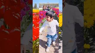 Kiaan’s first time in Tulip fields #tulip #baby #indian #tulipfarm #tulipgarden #tulipfestival