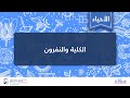 الكلية والنفرون الأحياء علم الأحياء البشري 