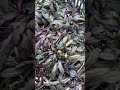 Красивая даже после зимы живучка Чоколад Чипс