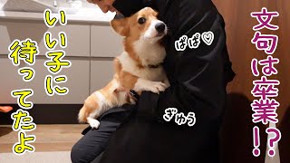 カレン ホイプティング 犬 コーギー 小鳥 鳥かご mqdefault.jpg