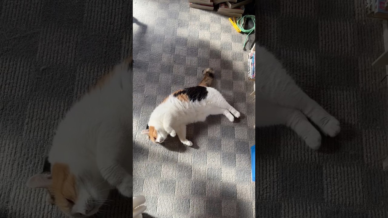 三毛猫】私の部屋でも甘えようという魂胆のミケ - YouTube