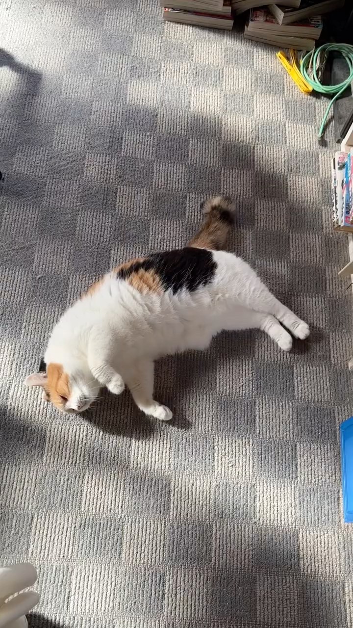 三毛猫】私の部屋でも甘えようという魂胆のミケ - YouTube