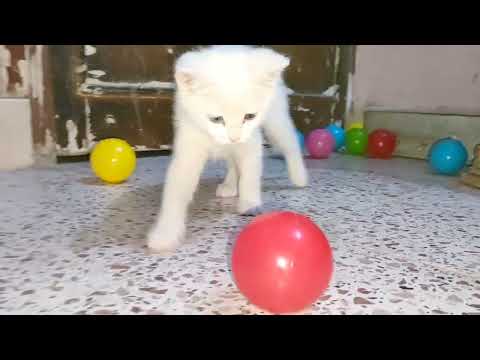 قطط صغيرة كيوت تلعب بالكرة بطريقة مضحكة