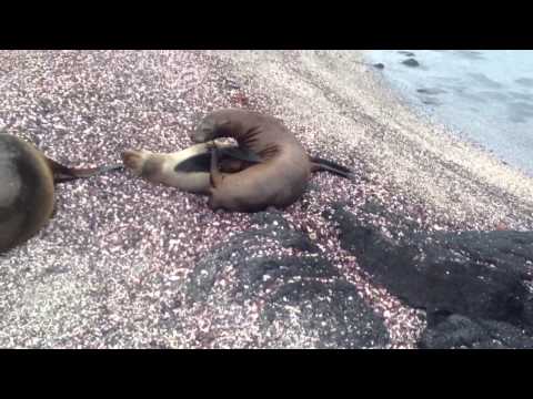Grumpy sea lions.