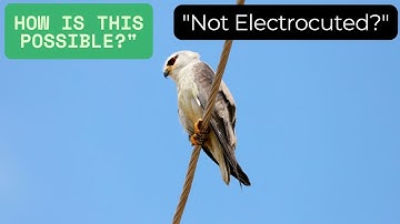 Why Don’t Birds Get Electrocuted on Power Lines? (Explained Simply)