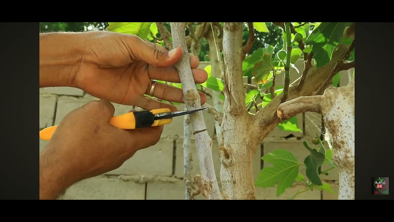 حيلة للنباتات التي لا تثمر الجزء ١