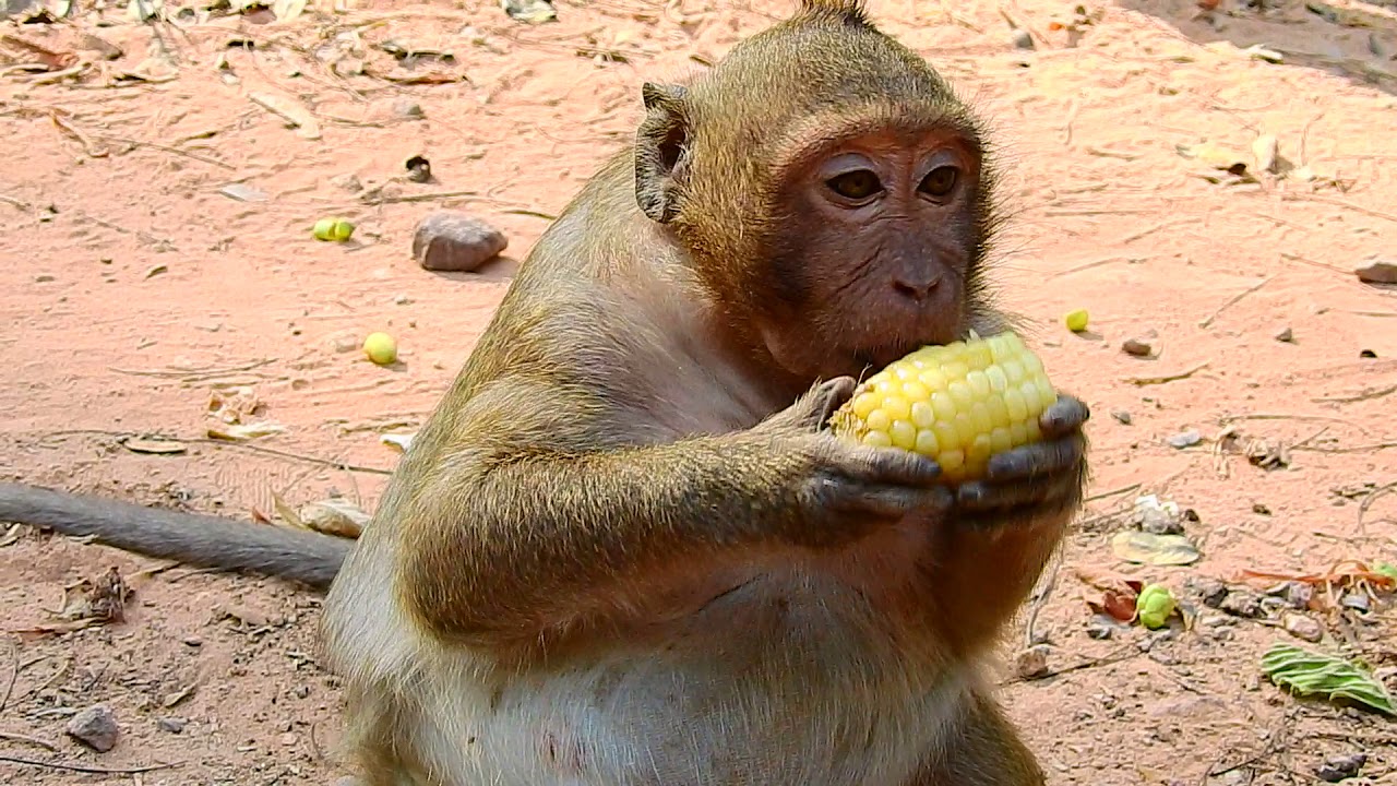 Sweet Pea Have Same Problem, SP Sick Again And Try Escape Amber Group.