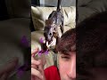 MA CHE GATTO È?!?🤔💫😹