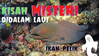 IKAN TERUMBU KARANG LAUT || ikan laut dalam || fish video || SEA CORAL REEF FISH.