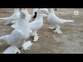 белые,  white andijan pigeons