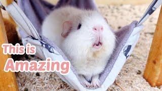 Guinea Pig Tries Out Hammock for First Time in their Life