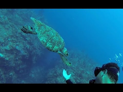 Video: Saan Mag-scuba Dive sa Puerto Rico