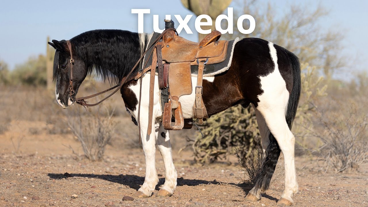 The Ultimate All-Around Youth Horse