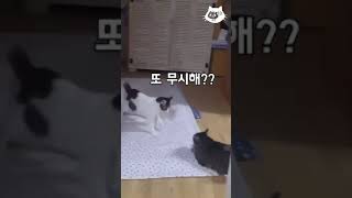 퍽튀(?)냥이 아리