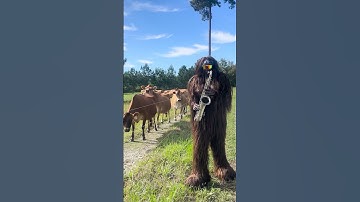 The cows like my moosic