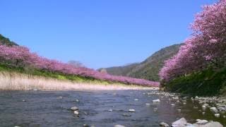 Piano instrumental.10 min.Sakura River Cherry Blossoms screenshot 4