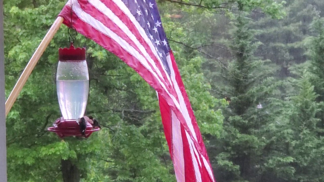 Two Hummingbirds on a feeder Virginia YouTube