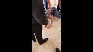 Famous Guy being Arrested in Store go Crazy at Security Profile
