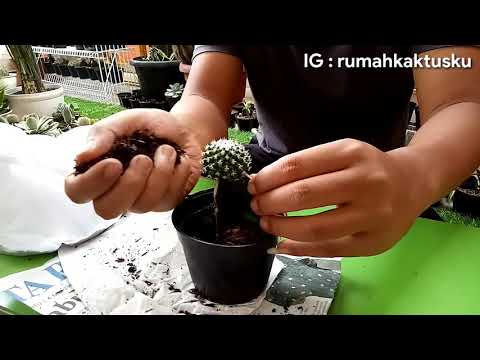 Cara menanam kaktus