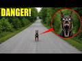 if you see this dog on the street, do not follow it (it’s not good)
