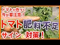 家庭菜園や農園のトマト栽培でトマトが色づく今が要注意！肥料不足サインと追肥方法を解説！/Tips for solving the shortage of fertilizer for tomatoes