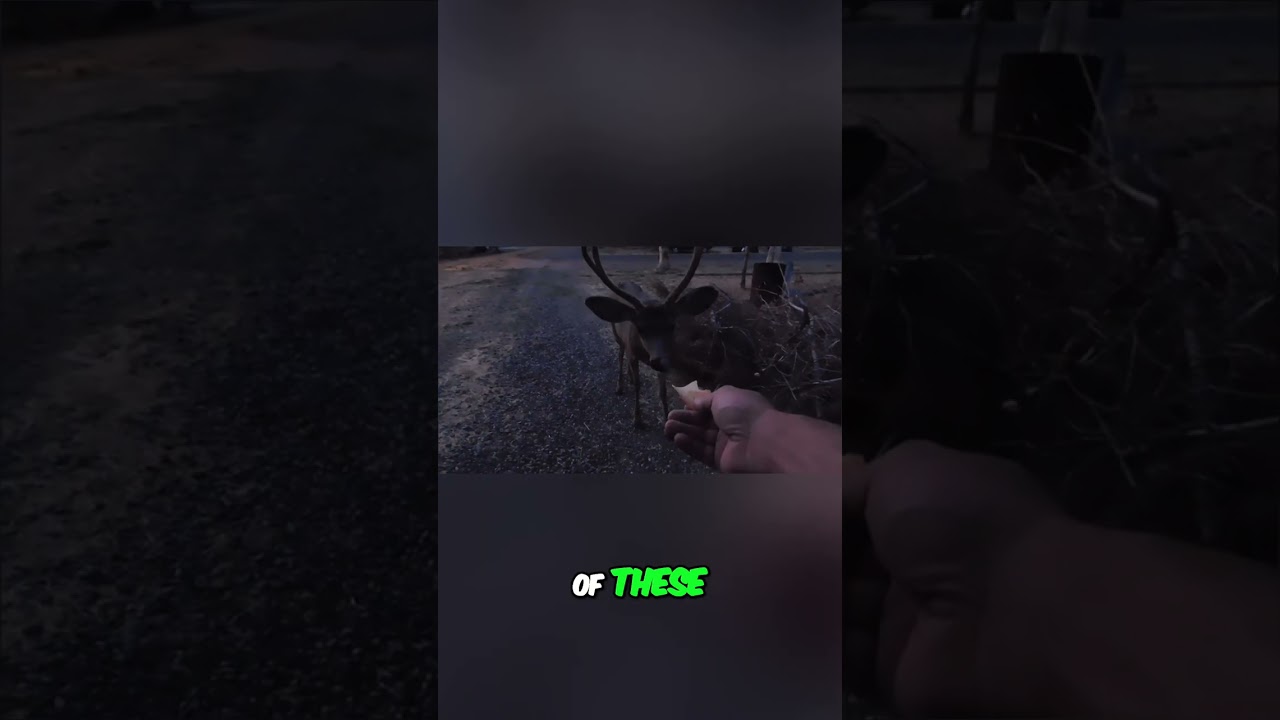 Funny Cat Tries Human Food: Pizza Chips! 