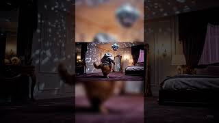 Download Lagu Kucing oren lucu lagi joget nih! ..... 🎶 Chaerol - masa lalu MP3