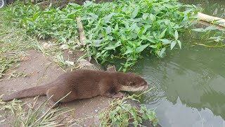 BERANG BERANG BERENANG DI AIR