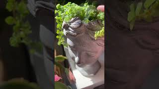 Plant care day with some succulents and with all the lovely ASMR sounds.  ☺️ #asmr #asmrsucculents
