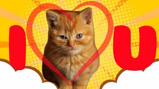 20 Things Your Cats Do for You Without You Knowing | Clever Cat Corner